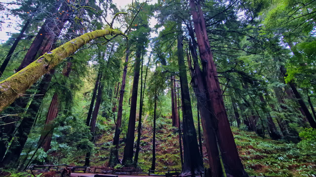 puente de madera sobre el río en el bosque de muir monumento nacional con antiguas sequoias
