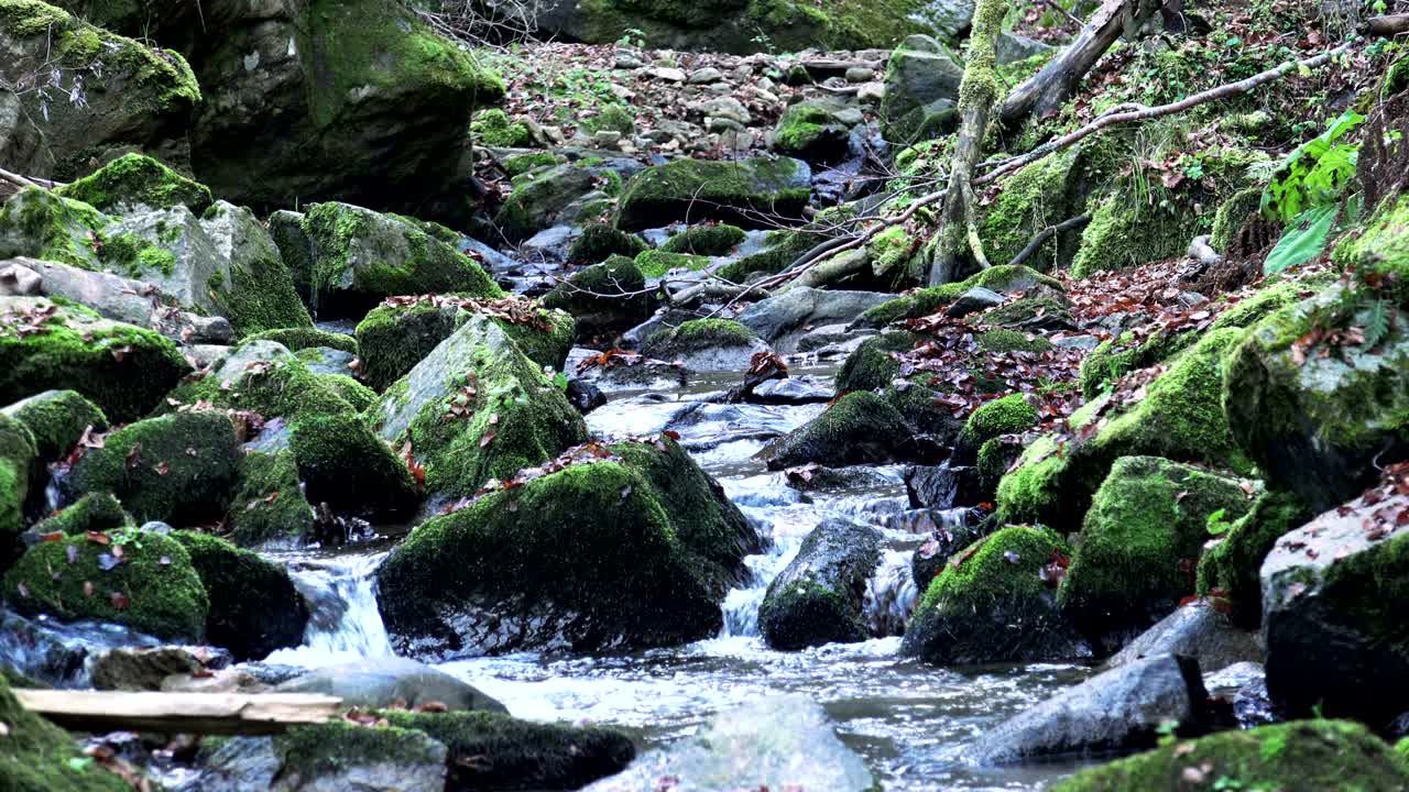 water spring in forest, Nature loop background with sound included