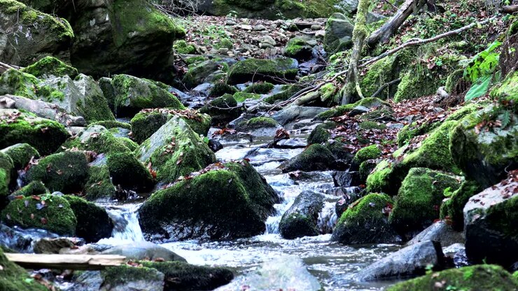 water spring in forest, Nature loop background with sound included