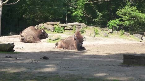 two buffalo lying down one of them shook his head. buffalo is a ruminant animal that becomes livestock especially asia. planckendael zoo located in the village district of muizen, mechelen, belgium.