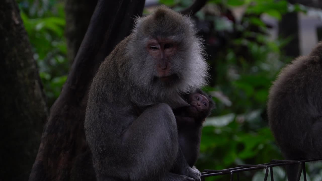 Tender slow motion moment of a baby monkey clinging to its mother in the Ubud Monkey Sanctuary, Bali.