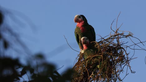 slow motion shot of two abco parrots looking towards the camera