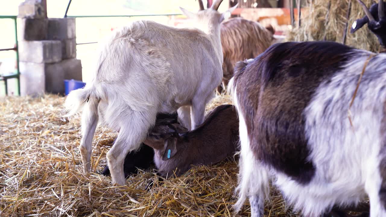 Two baby goats aggressively headbutt mother's udder to trigger milk letdown while nursing on goat farm.