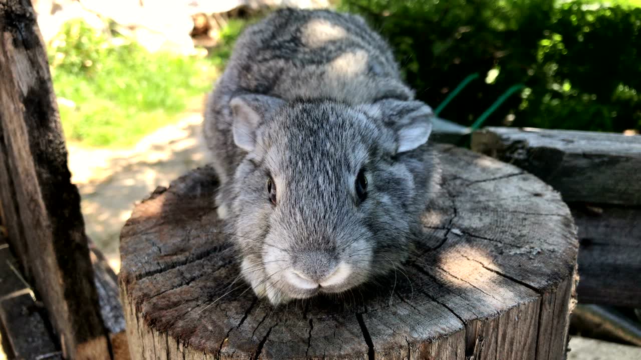 그의 저택에서 토끼를 키우고 있습니다.