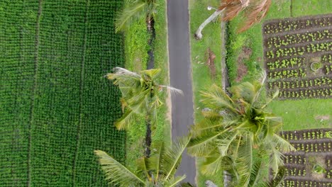 Carretera-Asfaltada-Rodeada-De-Palmeras-Tropicales-Y-Campos-De-Arroz,-Vista-Aérea-De-Arriba-Hacia-Abajo