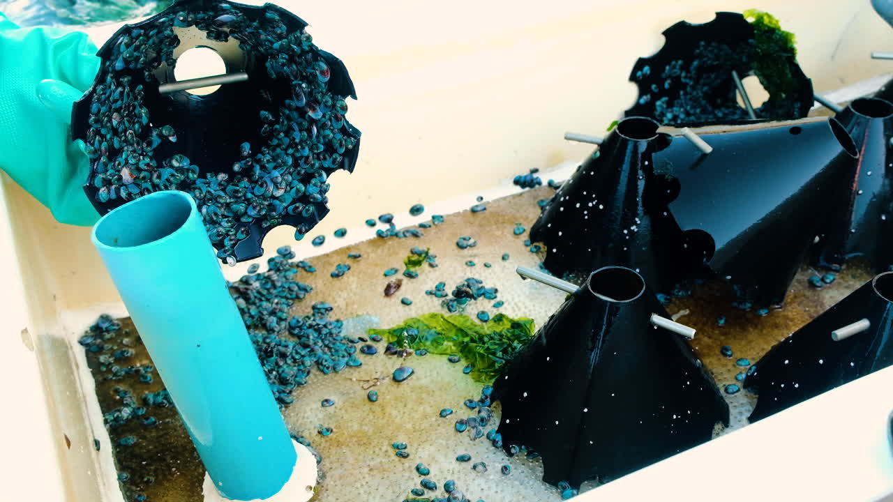 수천 마리의 어린 전복이 들어 있는 검은 콘으로 수조를 청소하는 노동자