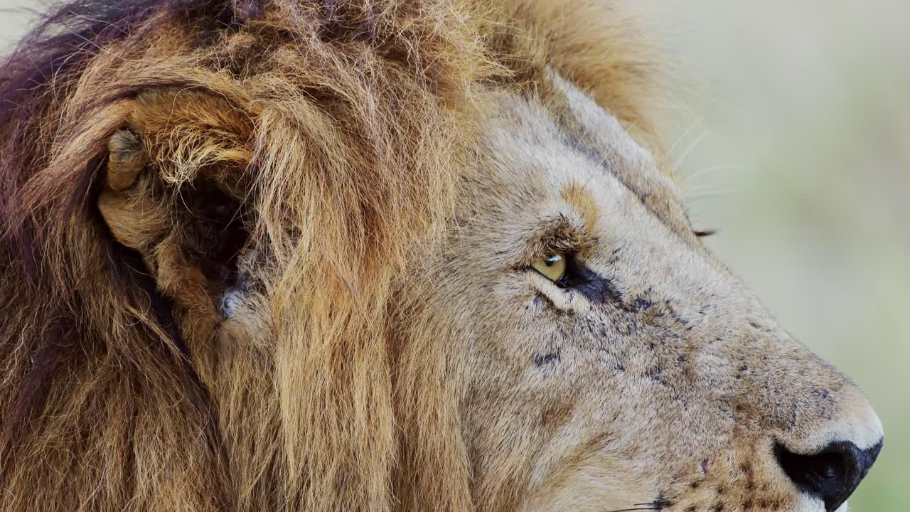 Male lion eye close up animal detail, African Safari Wildlife in Maasai Mara National Reserve in Kenya, Africa, Masai Mara National Park in Beautiful Mara North Conservancy