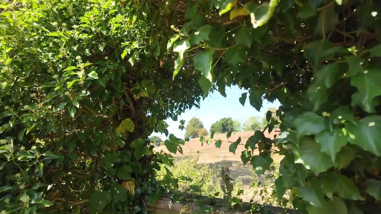 Arco frondoso che incornicia un campo secco e distante in estate.