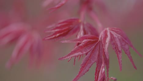 close-up of pink maple leaves