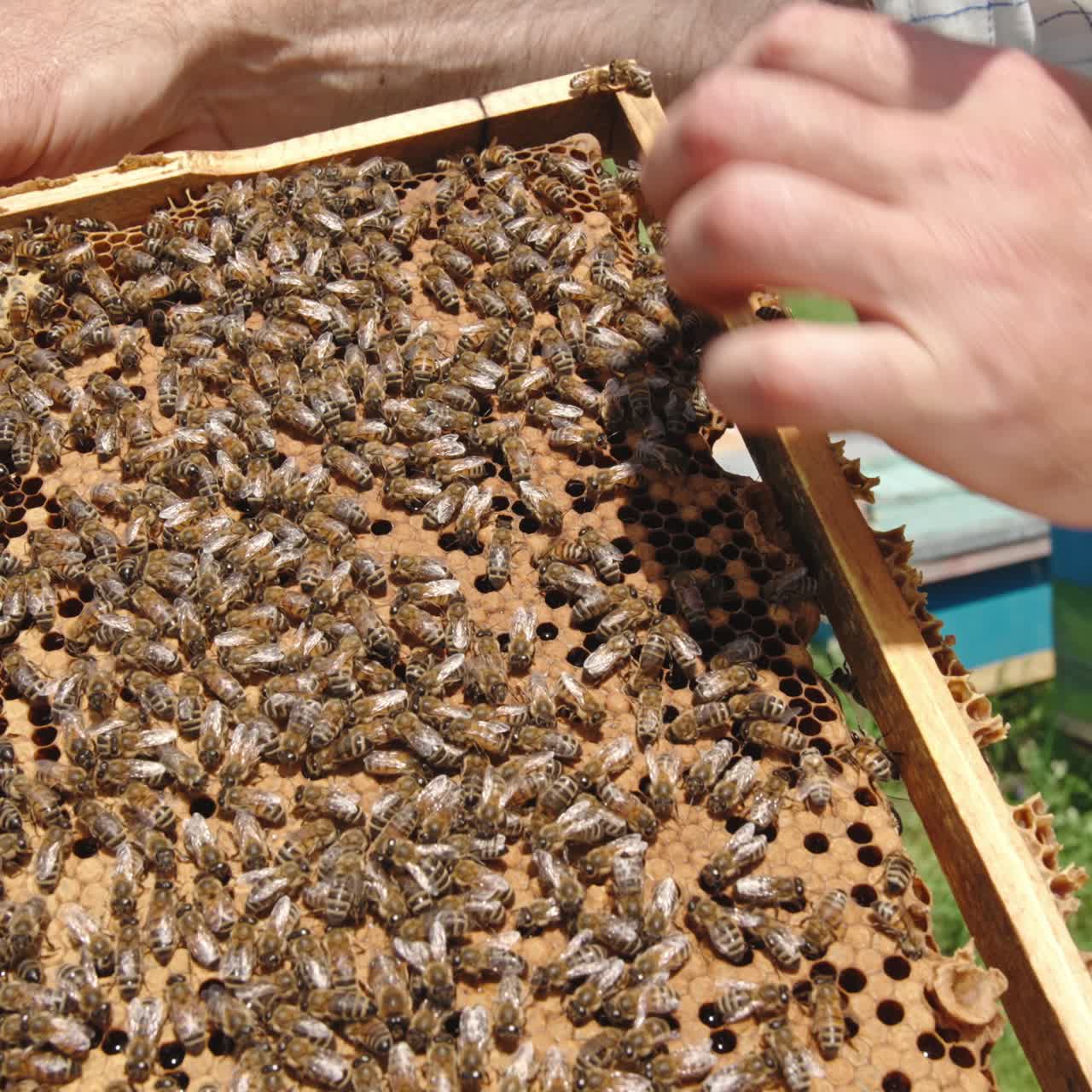 Close up view of apiarist hands holding wooden frame. Honeybee natural honey harvesting