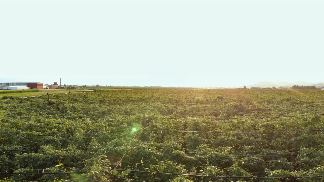 dolly tiro a la derecha sobre un gran campo de lúpulo en semper, eslovenia a la hora dorada
