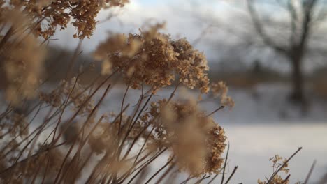 closeup of dried leaves on bush in winter with snow falling