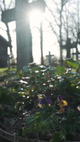 cemetery scene with flowers and sunlight