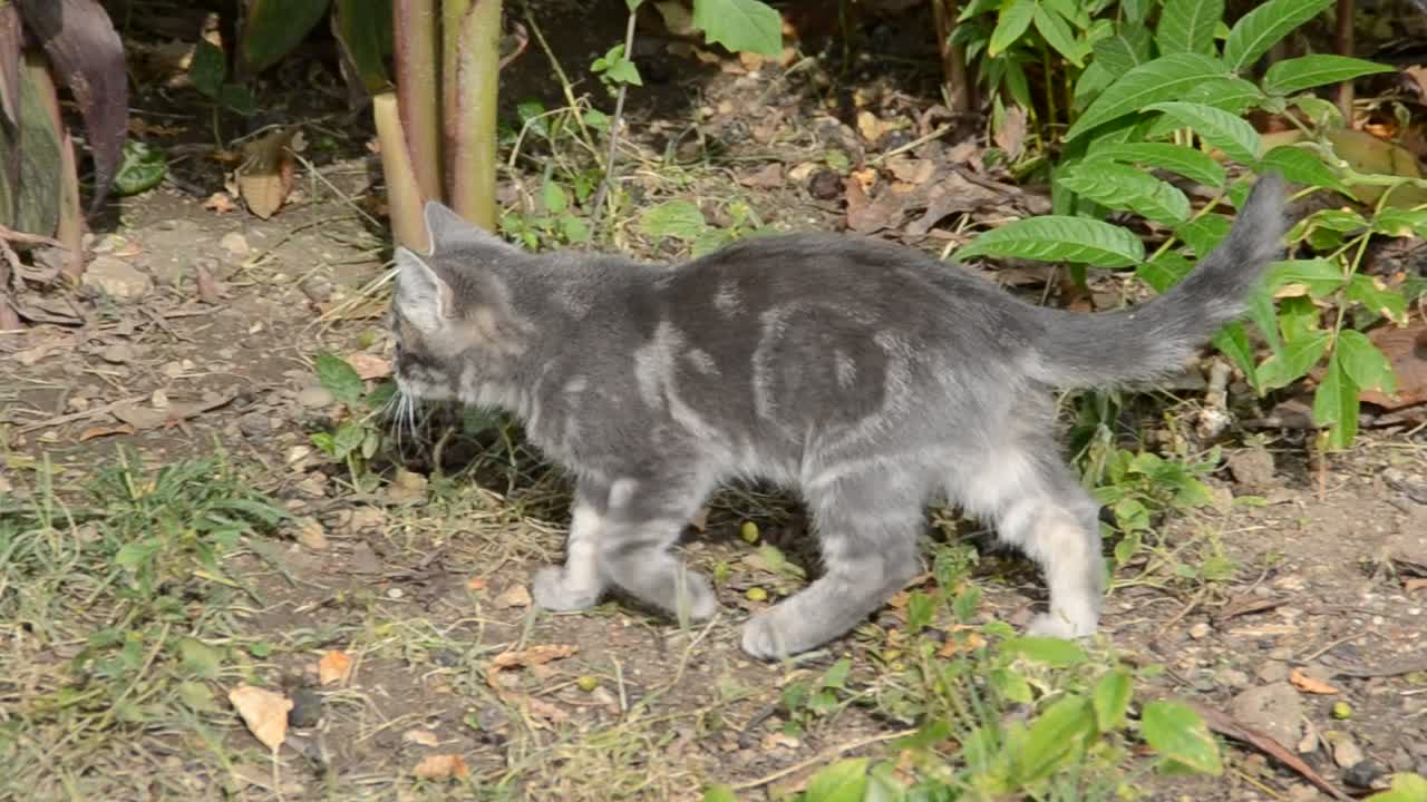 un gatito jugando en el césped de cerca