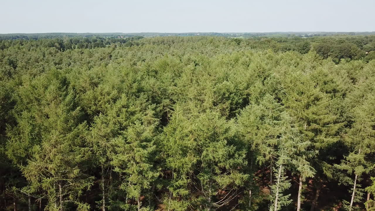 imágenes de drones en movimiento sobre el bosque verde en el norte de alemania 4k