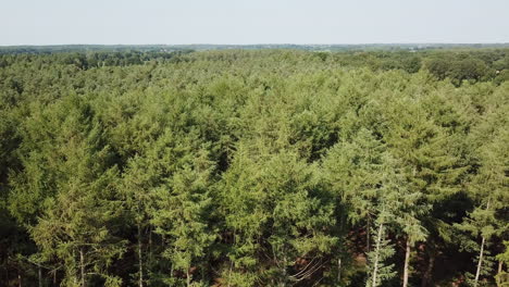 imágenes de drones en movimiento sobre el bosque verde en el norte de alemania 4k