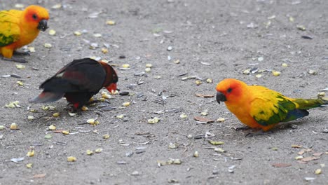 dusky lory with two sun parakeets foraging and pecking for bird feeds on the floor ground in a wildlife sanctuary during the day in thailand, asia