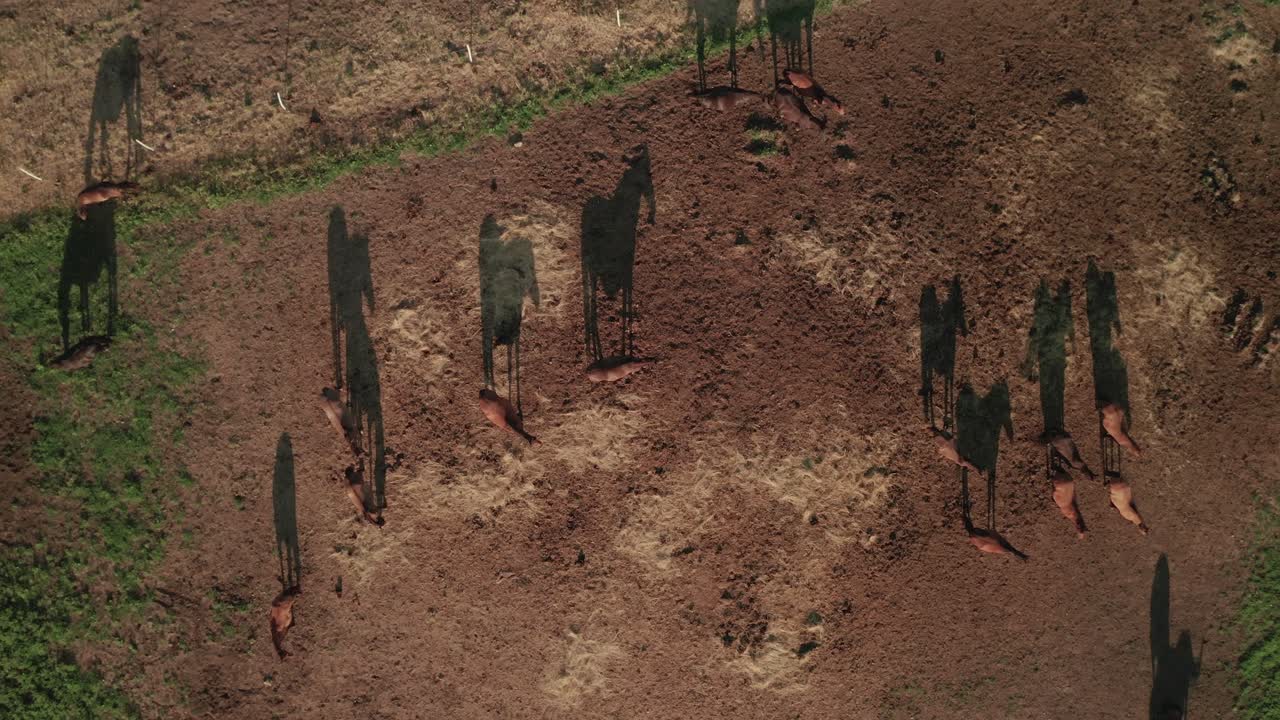 슬로바키아 중부 시흘라에 있는 말 농장에 있는 갈색 후쿨 조랑말 무리의 공중 축소 샷