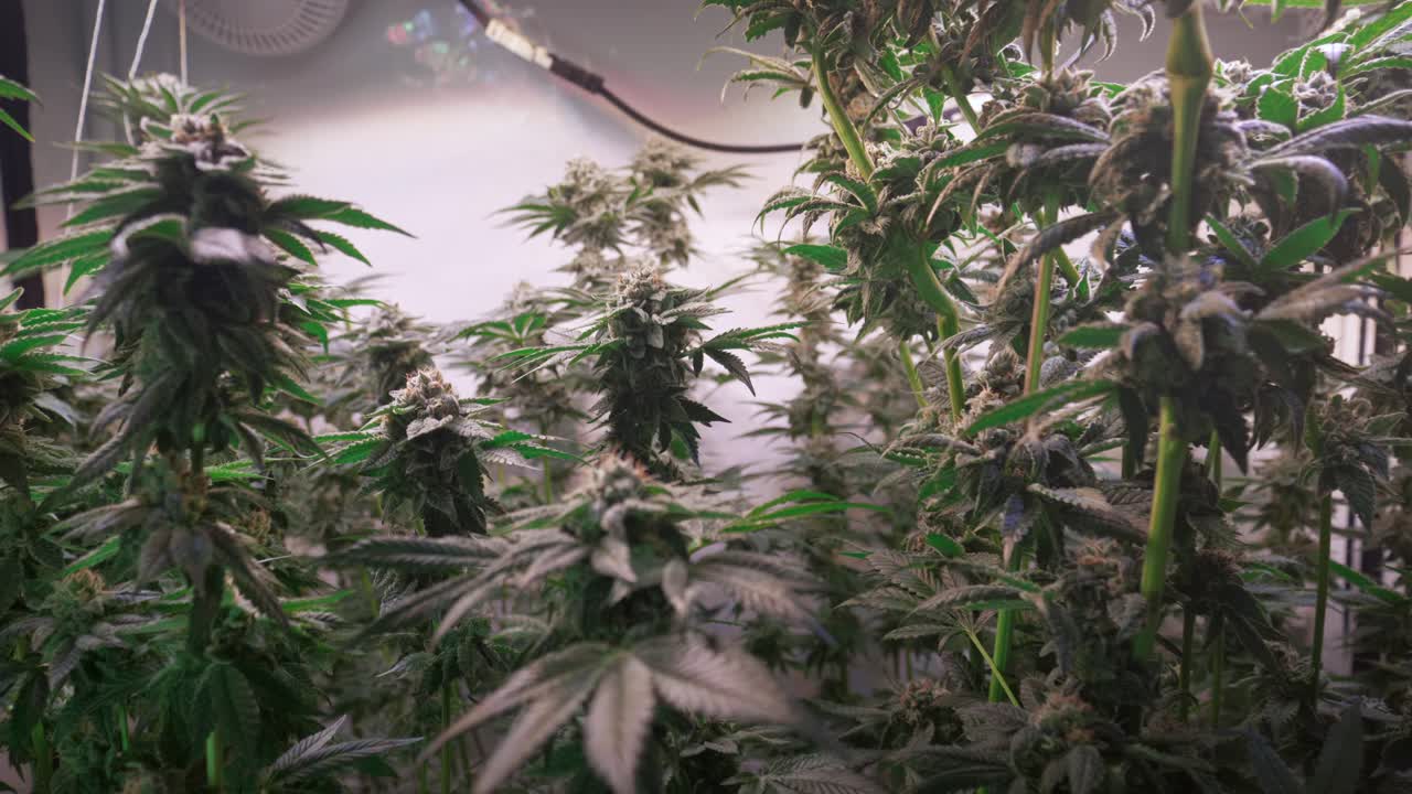 개화 단계에서 성장 텐트에서 자라는 대마초 식물의 샷