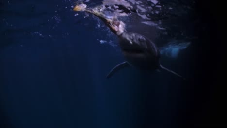 Great-White-Shark-at-night-Neptune-Islands-South-Australia-4k-75fps