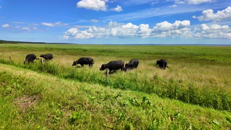 el ganado de vaca negra pastando en un día soleado