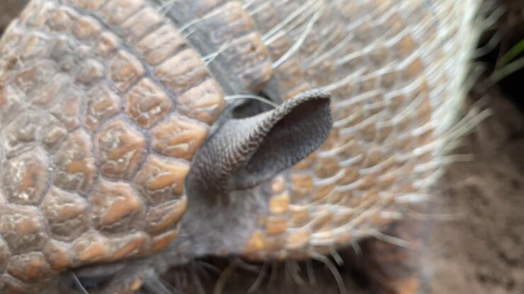 Armadillo details of eyes blinking ears and scales - six banded armadillo