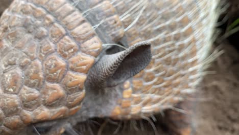 armadillo details of eyes blinking ears and scales - six banded armadillo