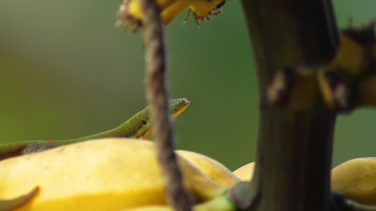Camera pans around a rope with a golden dust day gecko hiding behind it