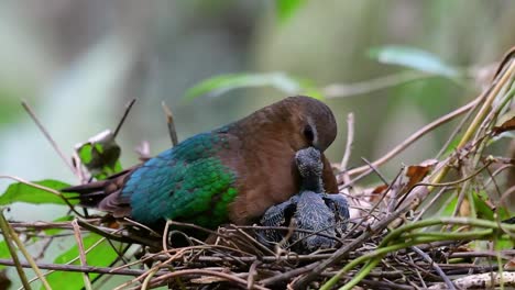 La-Paloma-Esmeralda-Común-Es-Común-En-Los-Países-Asiáticos-Y-Es-Famosa-Por-Sus-Hermosas-Plumas-De-Color-Esmeralda