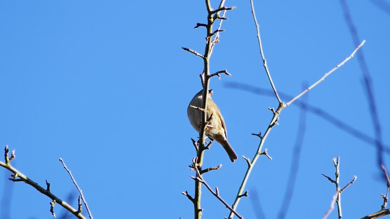 blue tit in a tree flying away