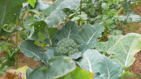 infected broccoli plant disease, fungal infection, over-fertilization causing green leaves to turn yellow