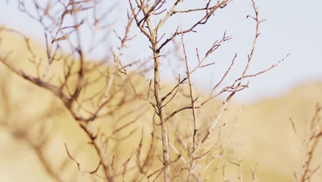 video of beautiful view of seaside shrub without leaves