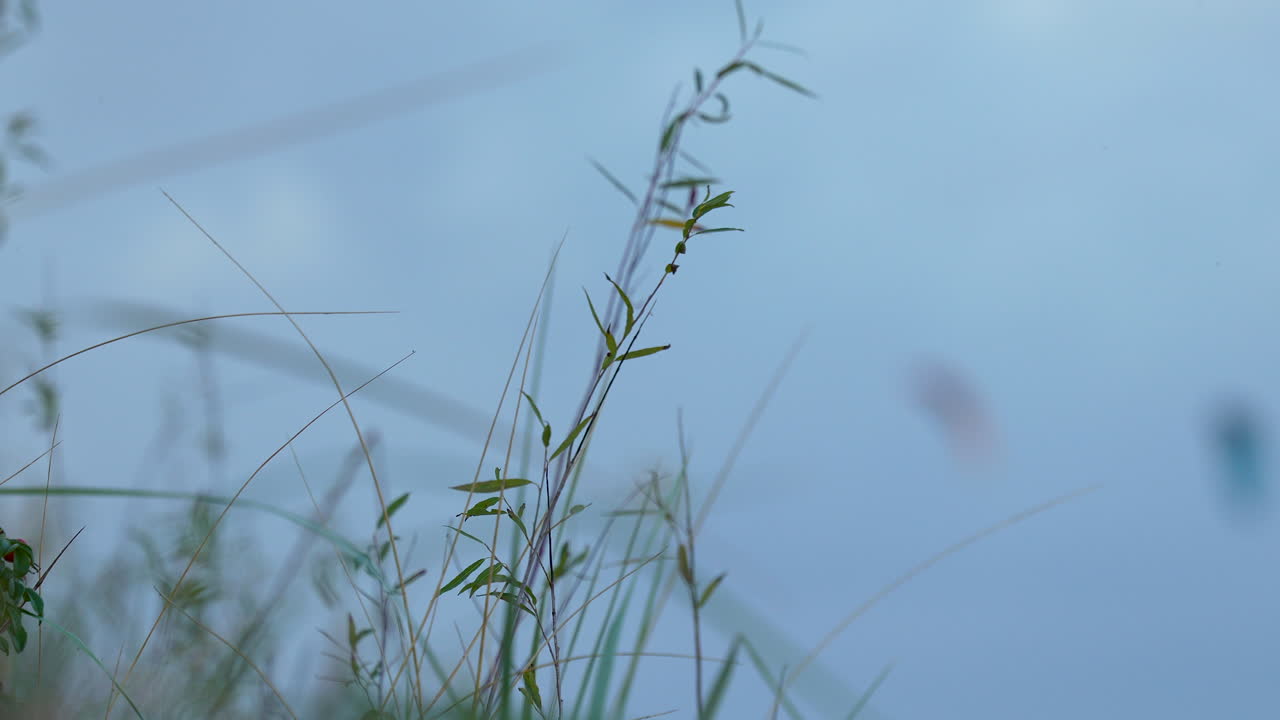 ⁇ 에 녹색 잔디가 있고 배경에는 흐릿한 하늘이 있다.