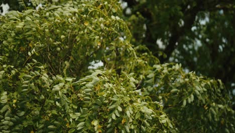 Cerca-De-Hojas-De-árboles-Verdes-Balanceándose-Bajo-Un-Fuerte-Viento