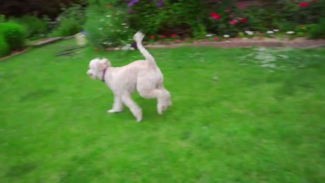 Weißes-Labradoodle,-Laufendes-Gras.-Verspielter-Hund-Im-Hinterhof.-Weißer-Hundefangstock