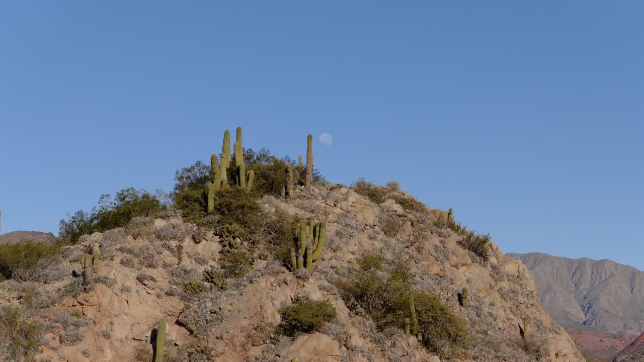 Fast push-in focusing on the tall structural Cardón cactus native Cereus species that dominates the rocky arid terrain of Cuesta de Miranda region with moon is visible, Chilecito, La Rioja Argentina