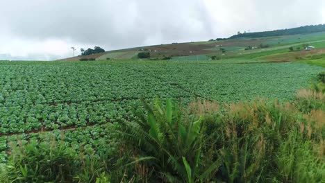 Imágenes-Escénicas-De-Drones-De-Una-Plantación-De-Repollo-Con-Clima-Brumoso-En-El-Fondo