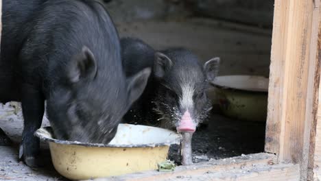 vietnam black little pig eating