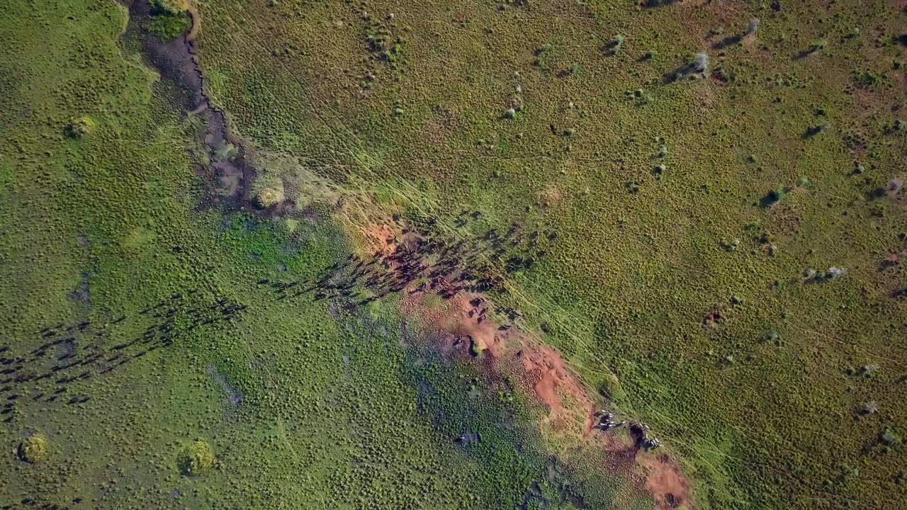 Capturing an aerial view of african buffalos drinking from a water source in Uganda, highlighting the lush green landscape and the rich wildlife diversity of Africa, drone top down shot