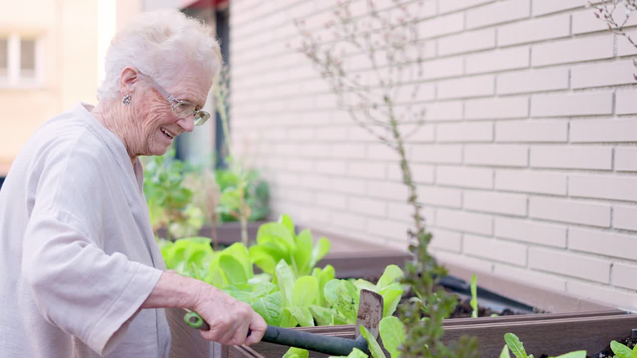 Elderly woman gardening in a raised garden bed