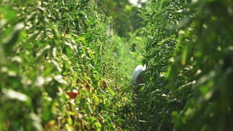 Tomato-plants-farm,-farmer-harvesting-tomato