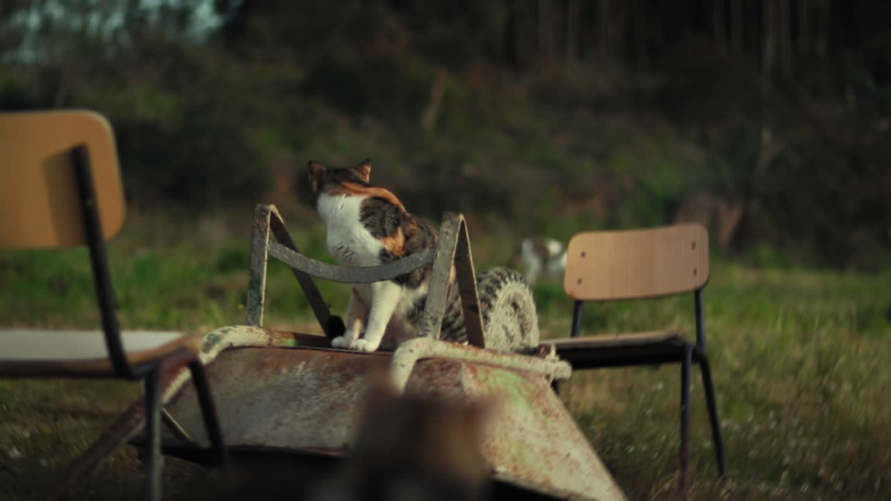 국내 짧은 머리 고양이 가 동물 보호소 에서 돌아다니고 있다