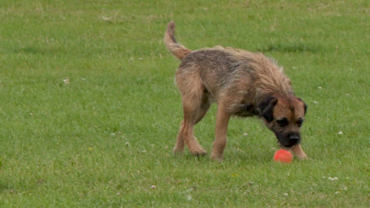Un piccolo Border Terrier annusa ed esamina una palla arancione su un prato verde e lussureggiante