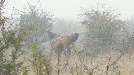 Two-european-bison-bonasus-eating-leaves-from-a-bush,heavy-fog,Czechia