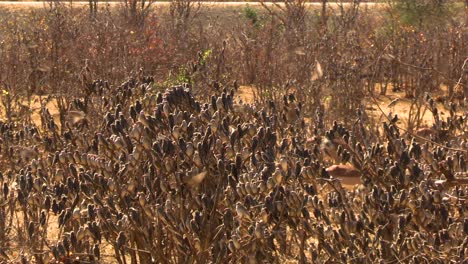 A-smooth-steady-pull-away-of-African-Red-Billed-Quelea-gathering-to-stay-off-the-ground