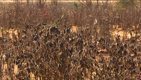 un suave y constante alejamiento de la quelea africana de pico rojo que se reúne para mantenerse fuera del suelo
