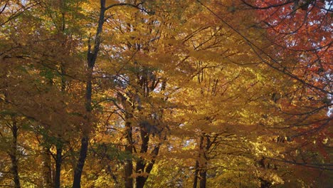 Bright-Vibrant-Tree-Leaves-During-Fall,-Autumn-Leaves-Changing-Colours-In-Canada