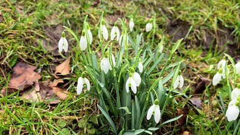 Campanilla-Blanca-Prado-Florecer-Magia-En-Sauerland