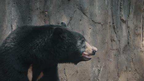 Side-View-Of-An-American-Black-Bear-Against-Rock-Wall