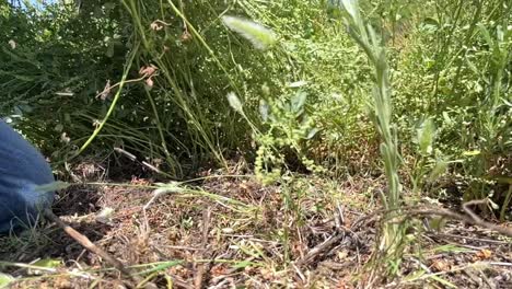 removing weeds while gardening in slow motion